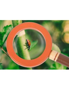  Set: Raziskovalni pas